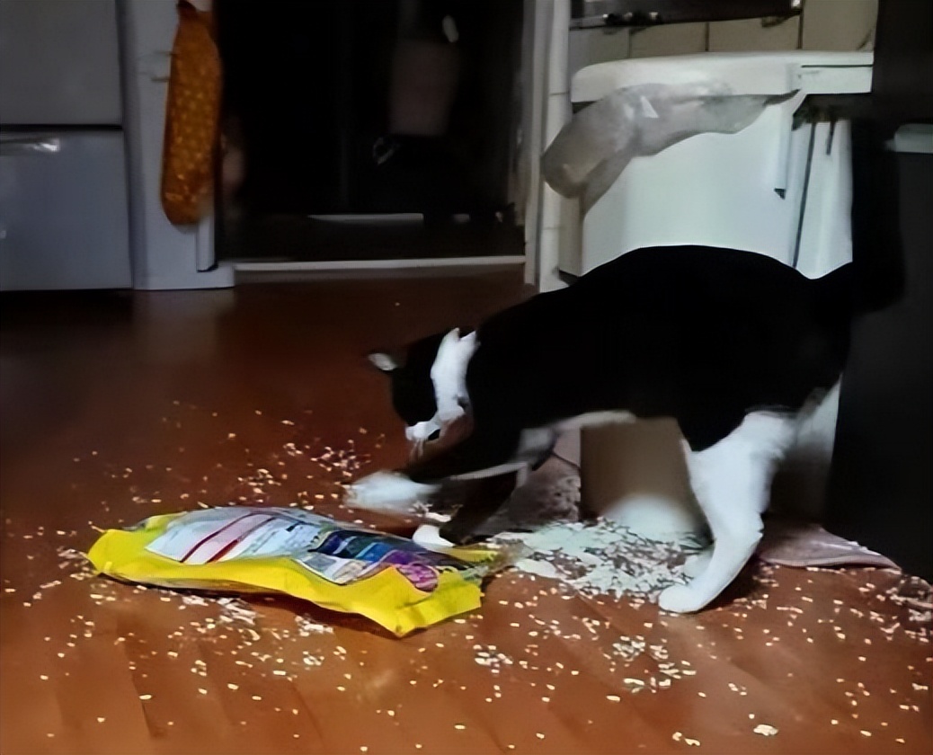 奶牛猫算不算是中华田园猫,中华田园奶牛猫宠物