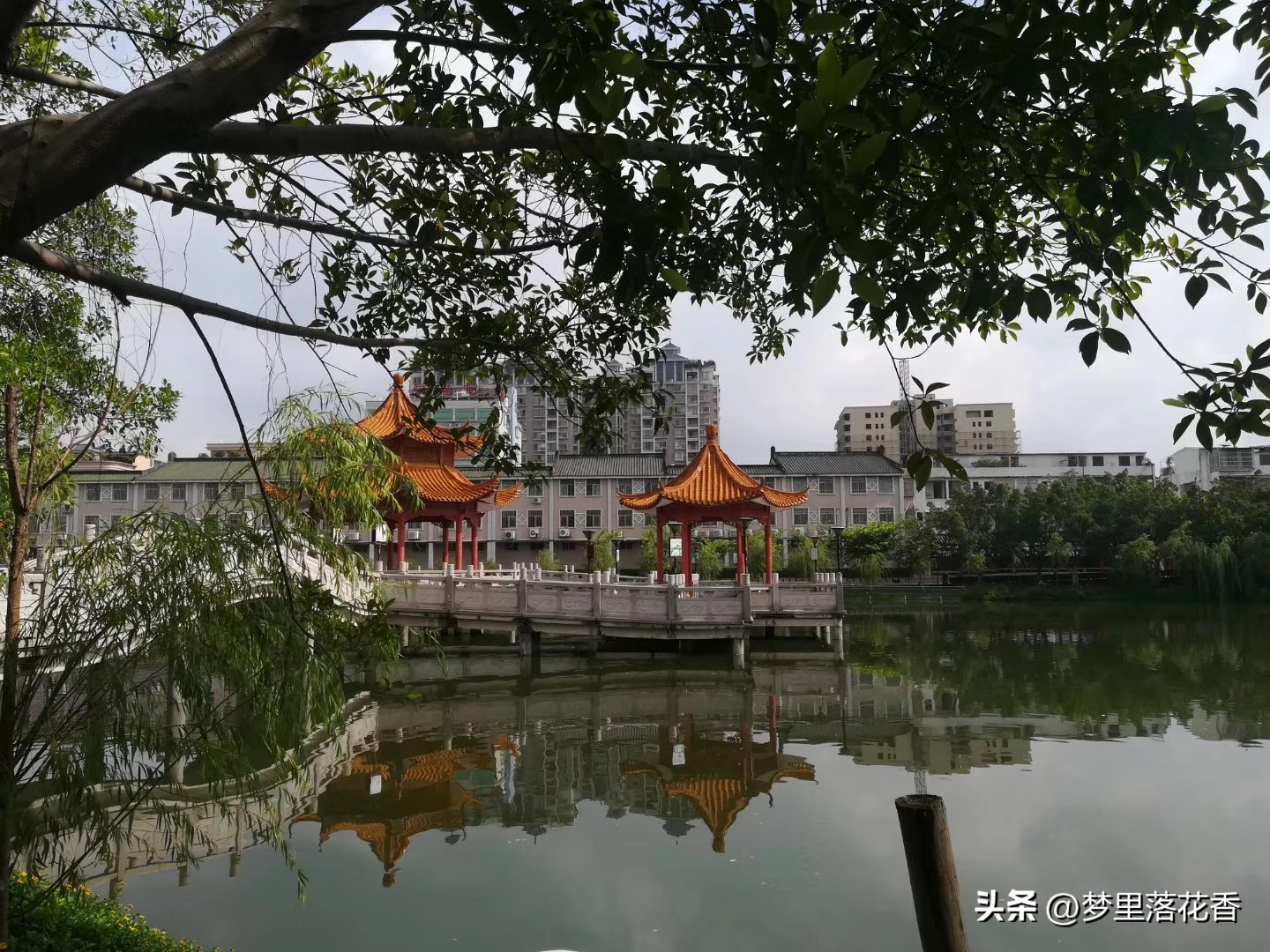 水上公园莲花开了吗,推荐一个好地方东湖公园