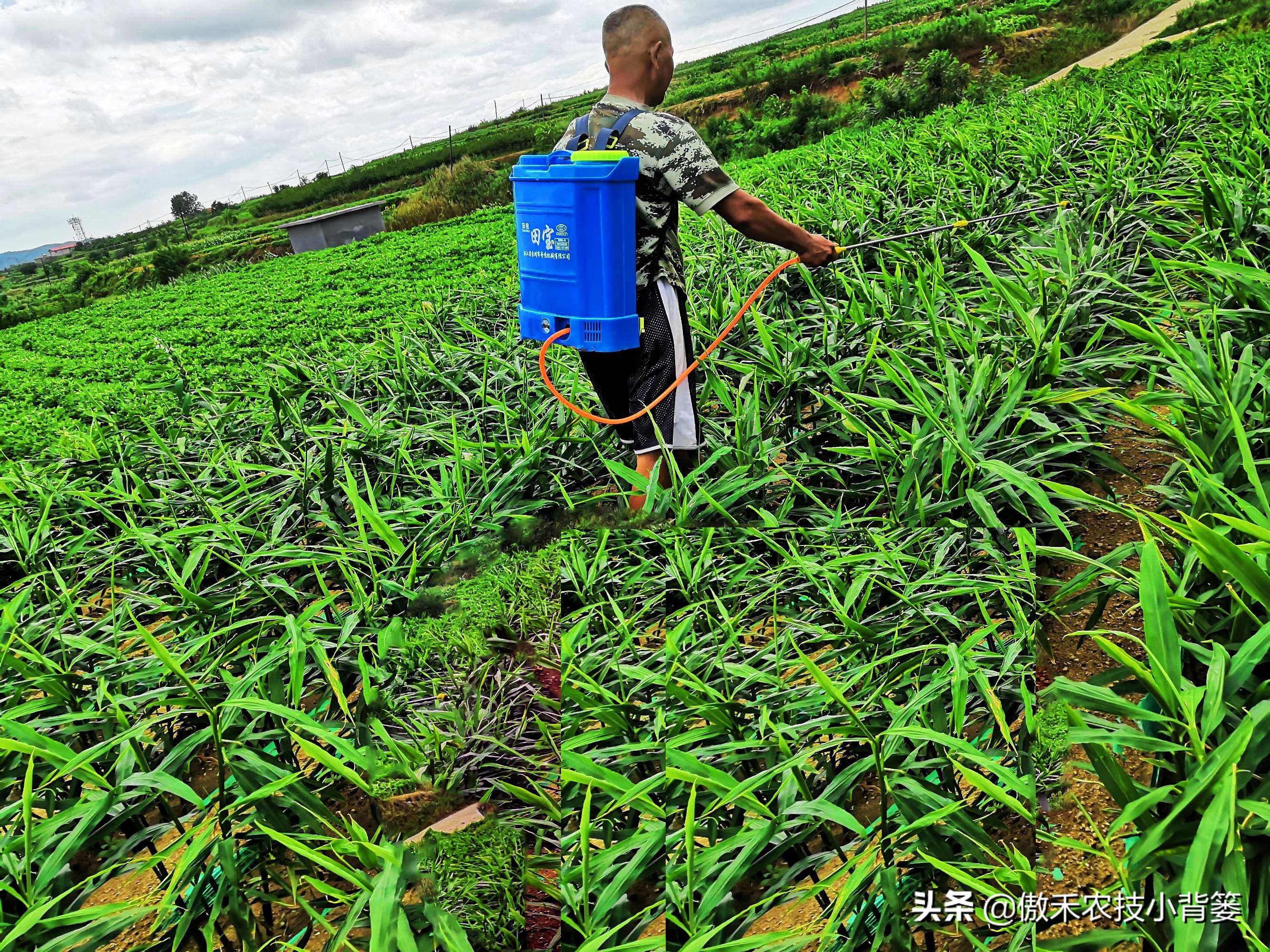 杀虫剂吡虫啉好还是啶虫脒好,杀虫剂吡虫啉的特性及使用方法