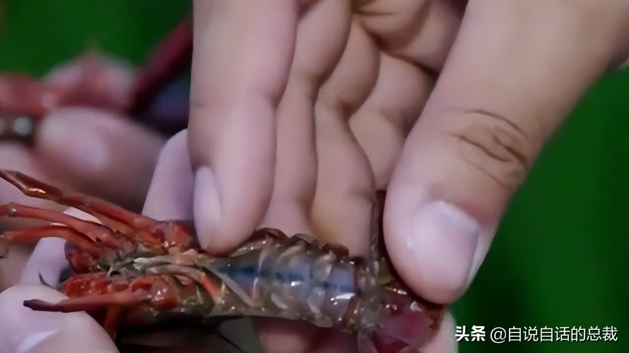 龙虾青龙和花龙区别,龙虾也是生物为什么我们要吃它