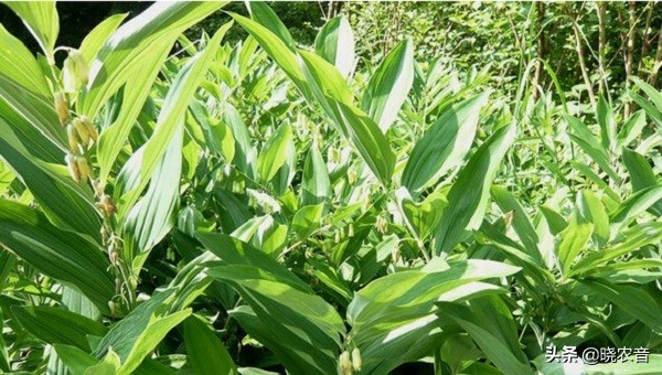 哪里有黄精种苗卖,黄精块茎种苗价格