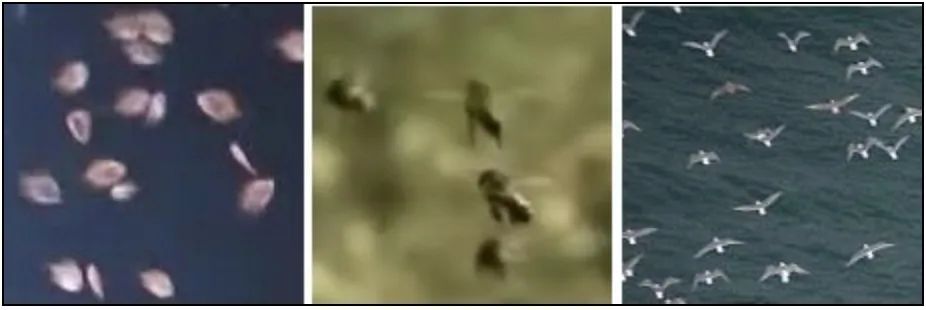 目标检测数据集采集,目标检测图像数据集