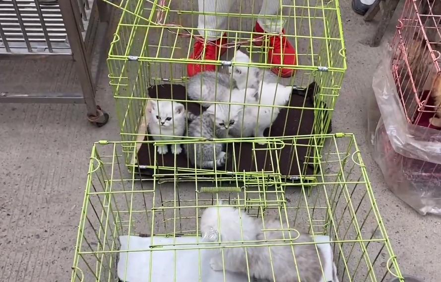 新手买猫去宠物店被老板骗,宠物店买猫被骗了