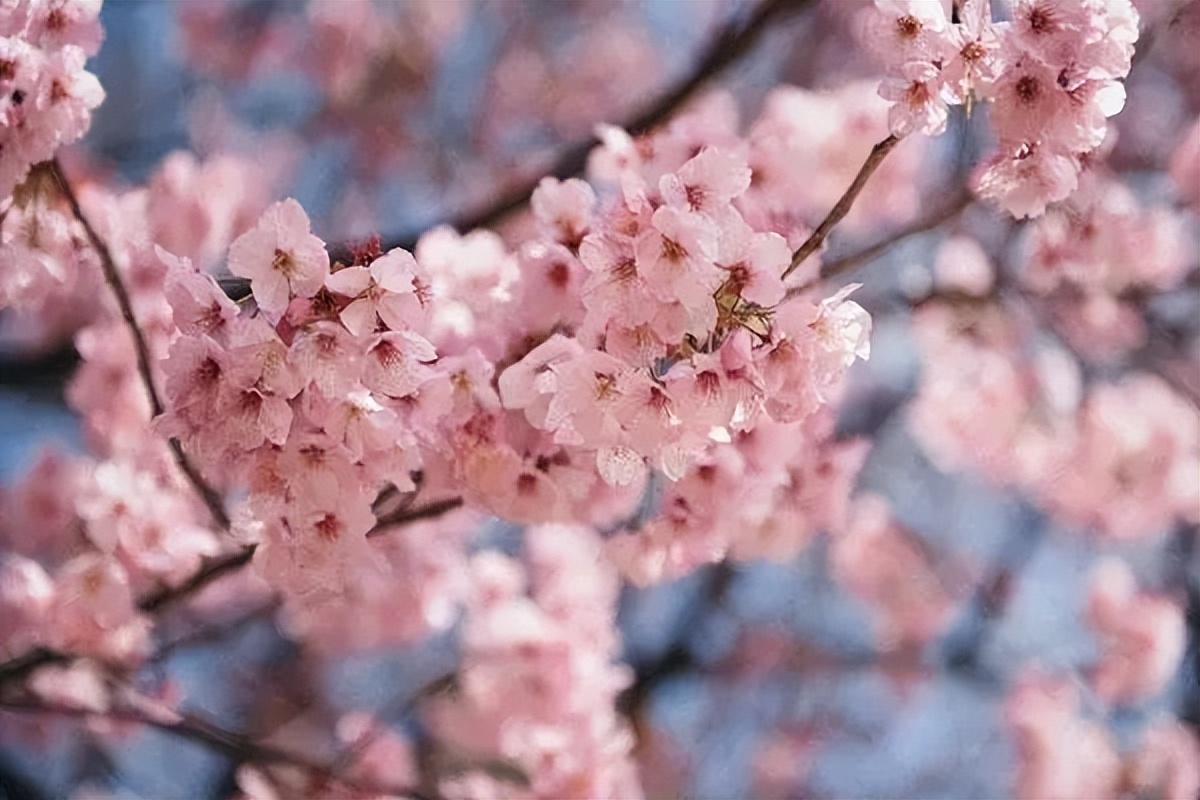 天津赏花地点推荐最近,天津赏花全攻略