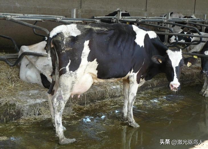 奶牛的高效养殖方法和技术,奶牛饲养管理实用技术有哪些