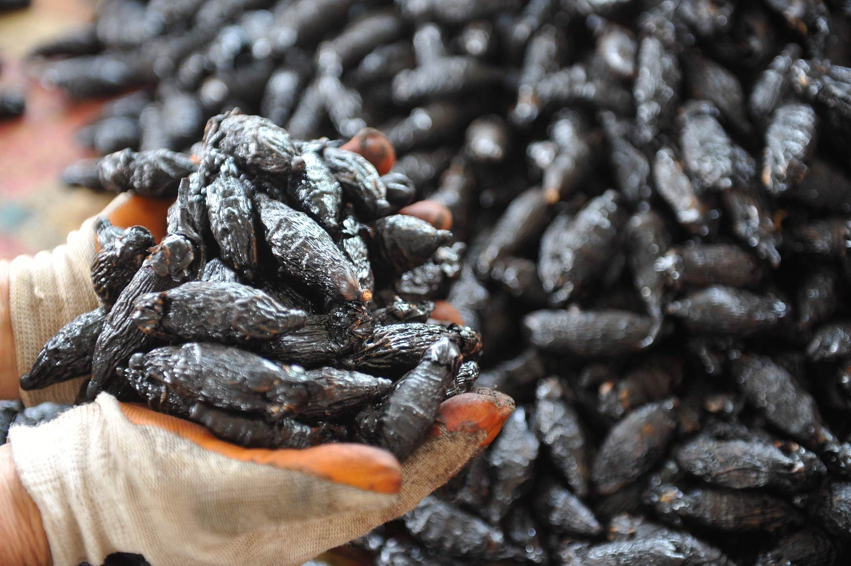 一级致癌物槟榔的危害有多大,5分钟带你了解一级致癌物槟榔