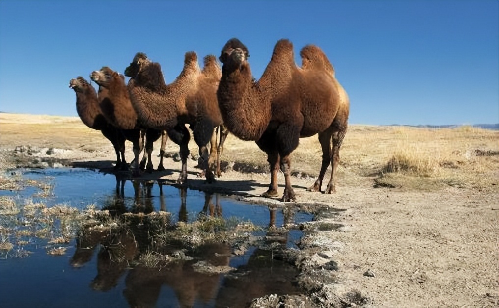 牛奶羊奶骆驼奶哪个营养高,羊奶骆驼奶和牛奶哪个好