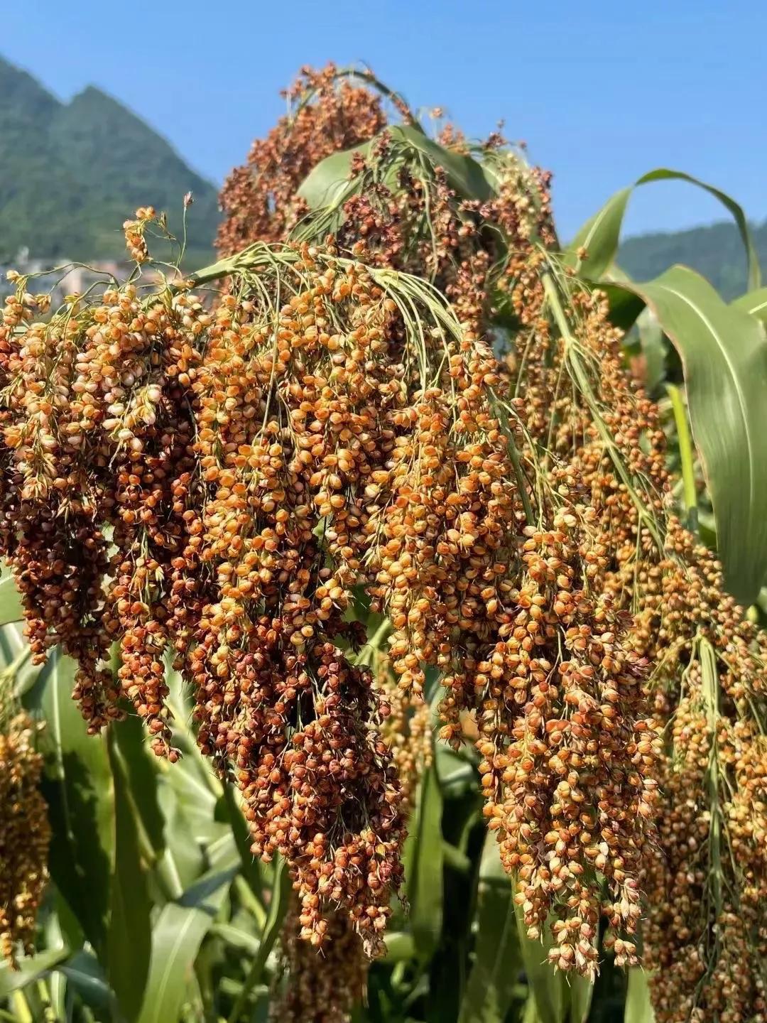 高粱种子图片大全,大片高粱成熟图片