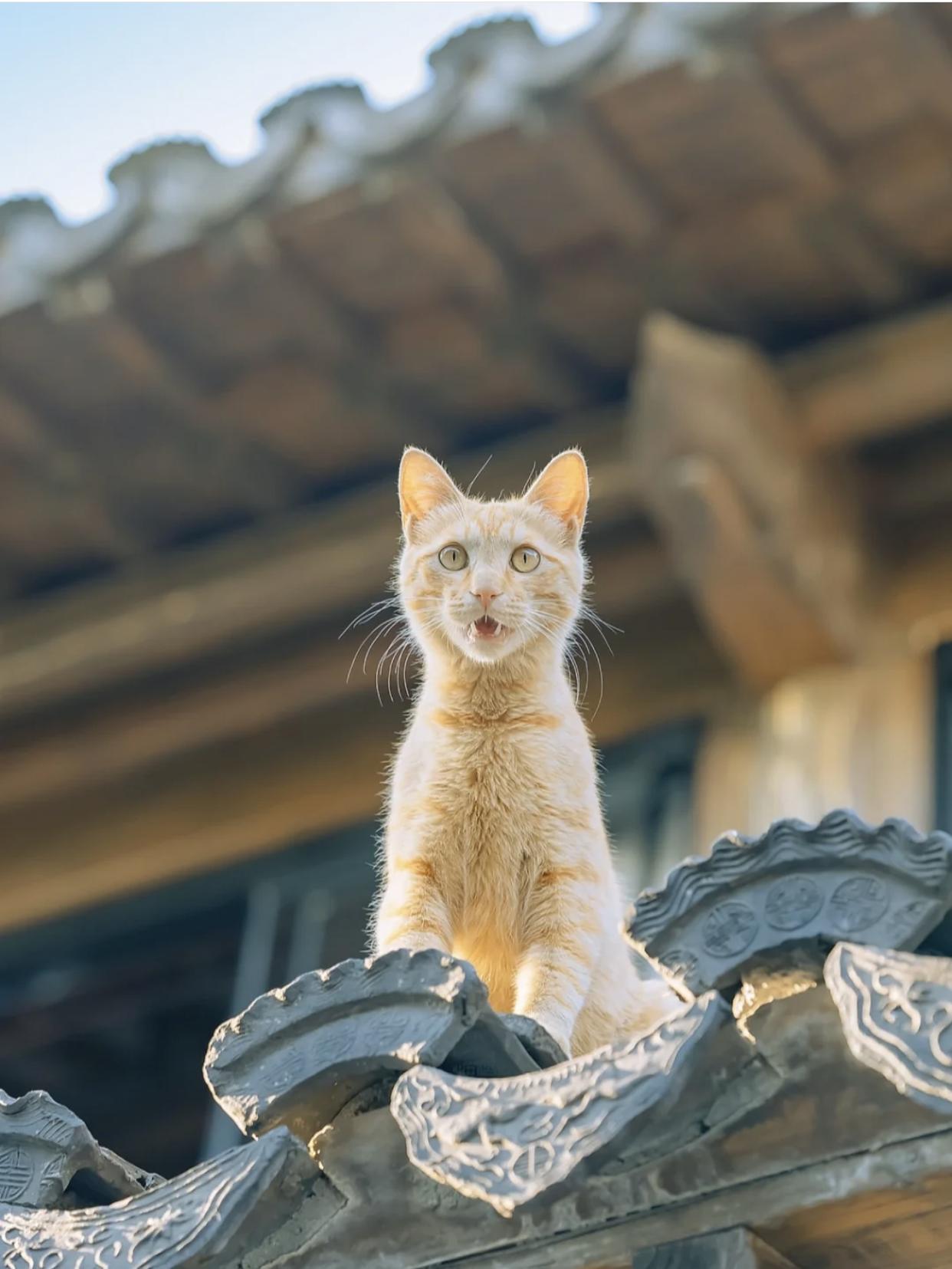 治愈系壁纸｜132张可爱小猫咪的样子