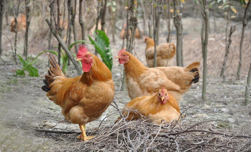 在县城如何销售土鸡蛋,卖土鸡蛋怎么做销路