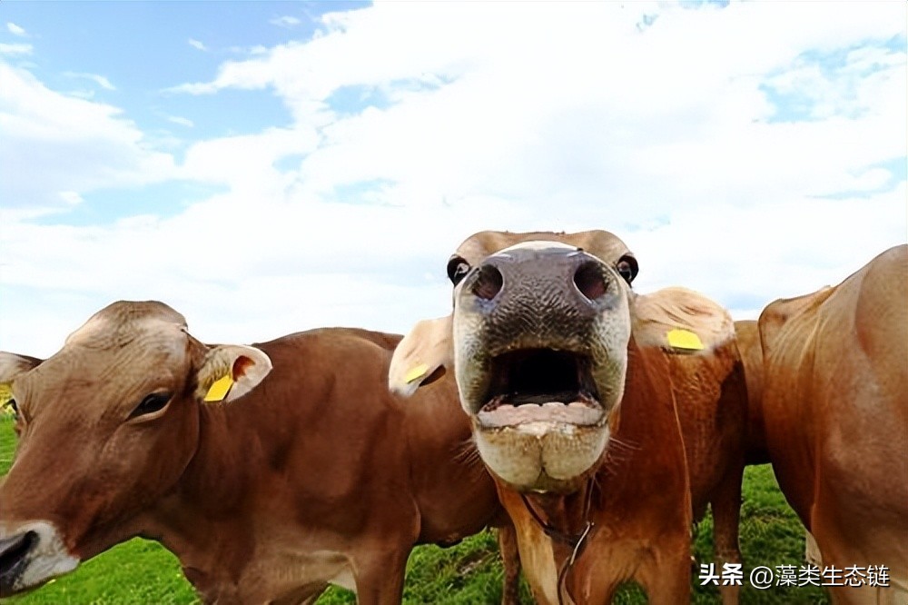 抑制打嗝停不下来,抑制打嗝方法