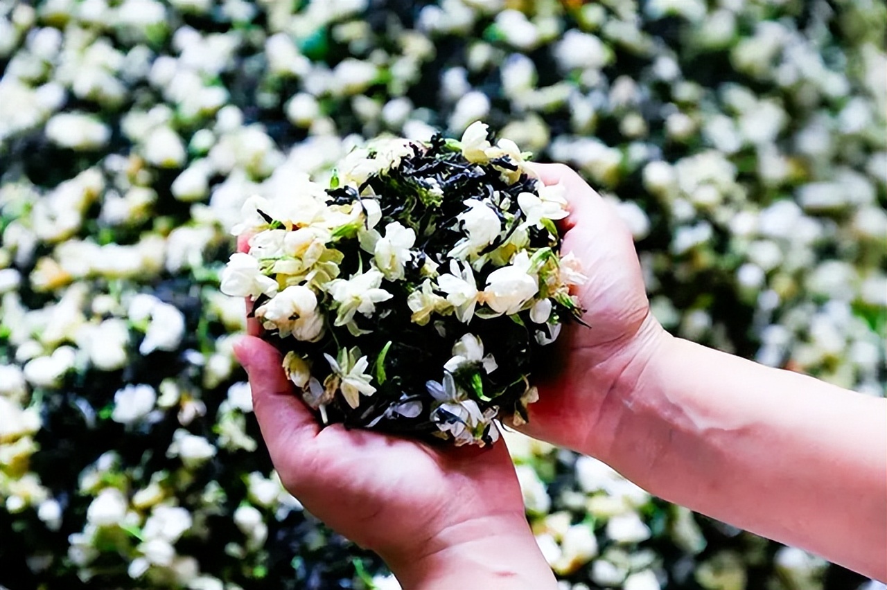 喝了那么多年的绿茶,平常喝的花茶是哪种花茶