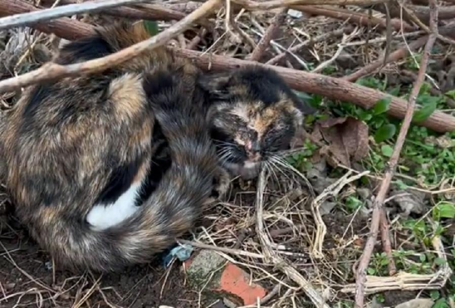 玳瑁流浪猫,玳瑁猫咪流浪