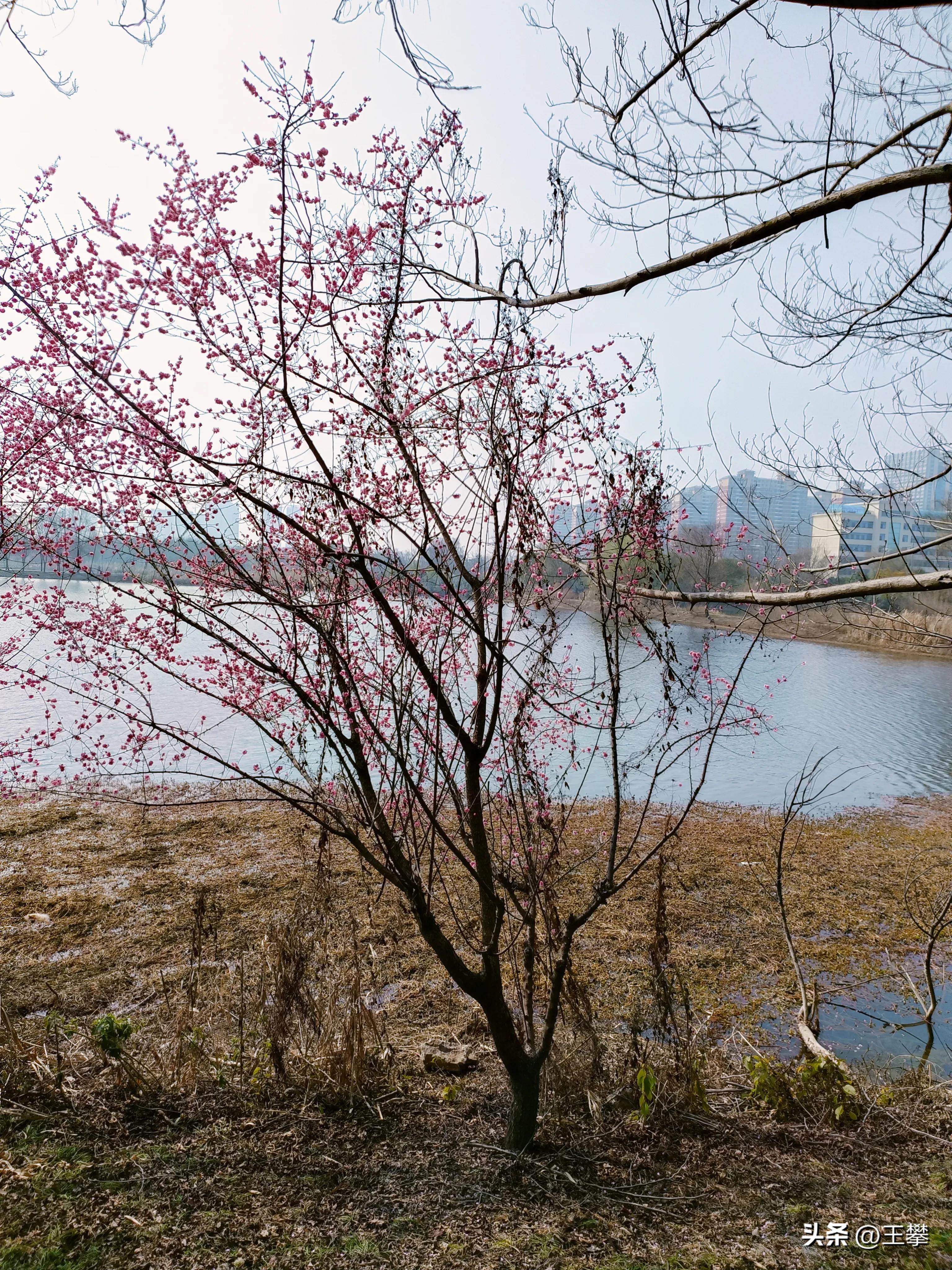 到底是为了谁女声版正版原唱,到底是为什么有很多话要说