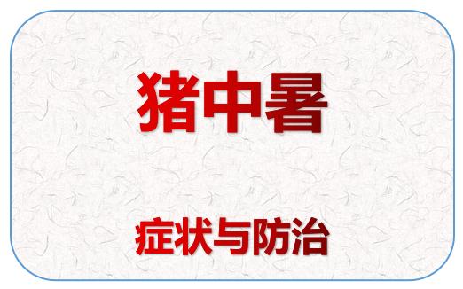 育肥猪夏季热应激引起哪些病症,猪场猪中暑最快的急救方法