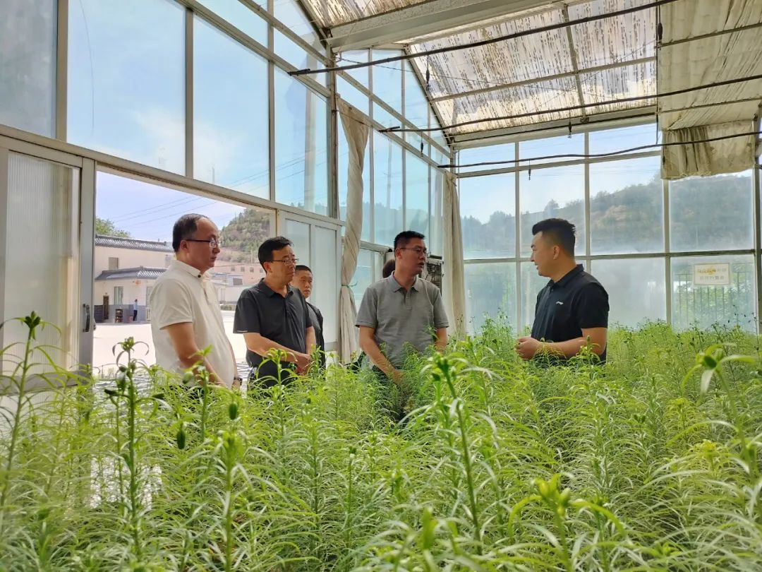 爽口源百合,爽口源原生鲜百合