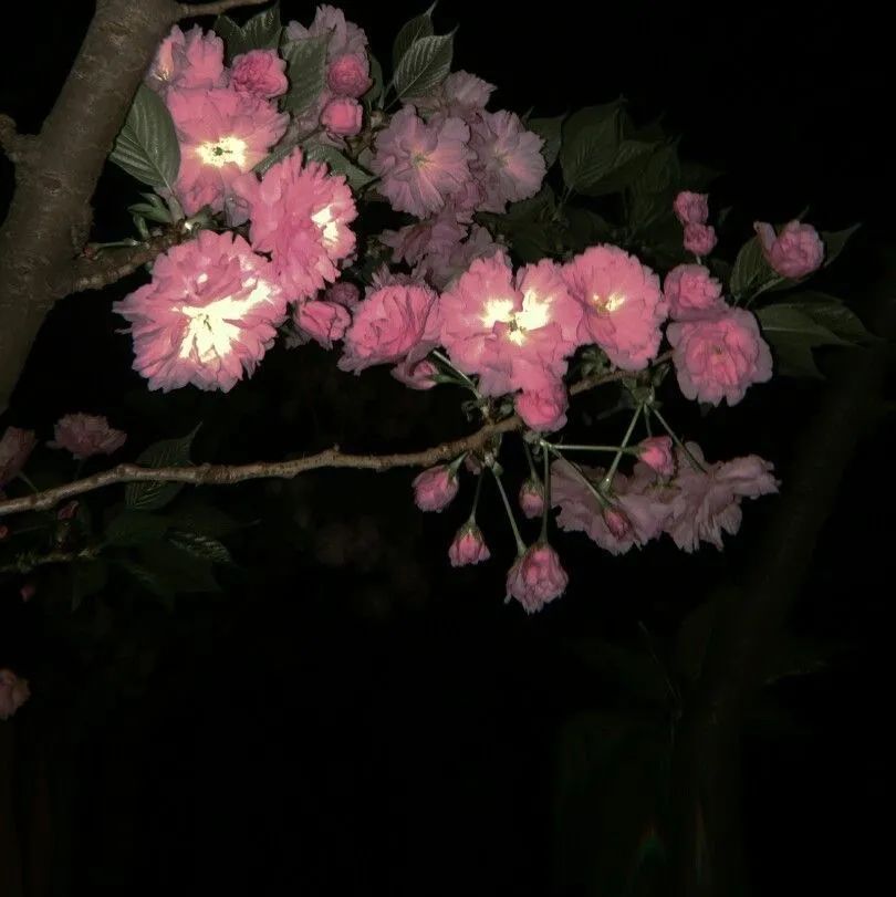 背景图ins风鲜花,ins复古黑色鲜花壁纸