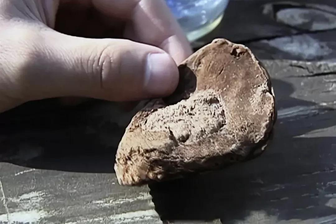 08年湖南村民捡到头骨上的“肉”,咬定是棺材阿魏,专家怎么说?