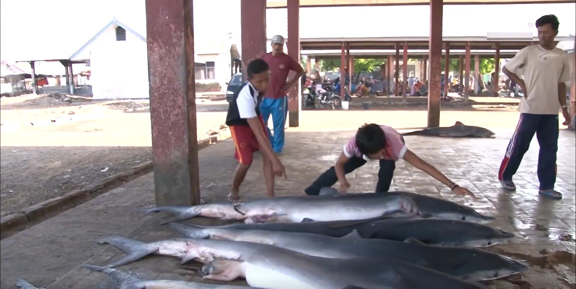 渔民捕获虎鲨,真实渔民钓到的虎鲨