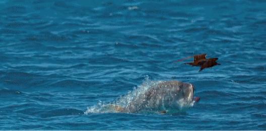 这几部口碑爆棚的宝藏纪录片,国庆孩子必看的8部神级纪录片