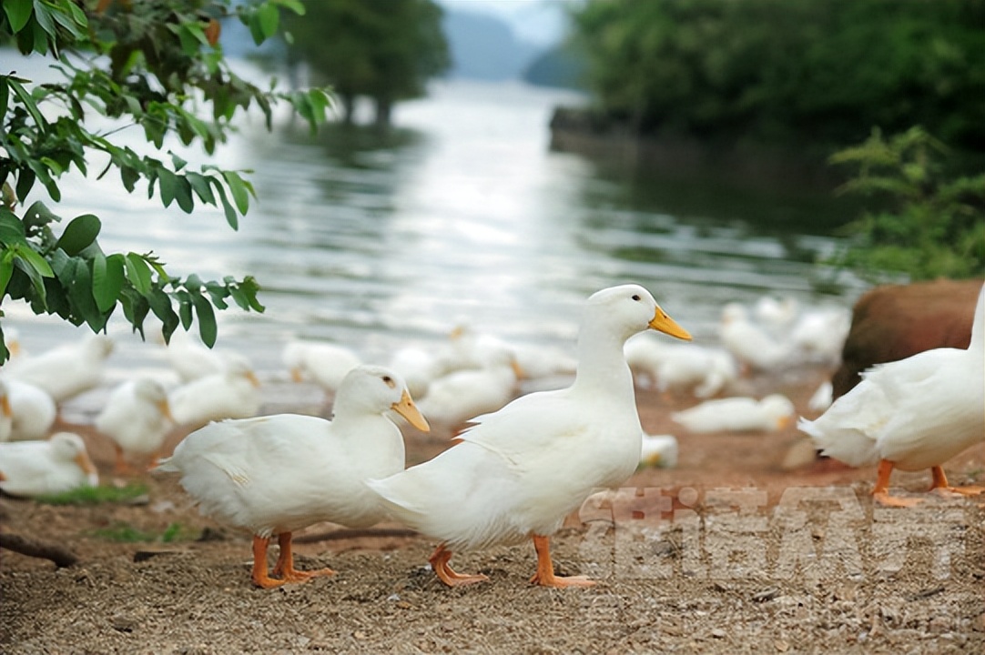 鸭子怎么养殖技术图解,鸭子养殖技术与注意事项