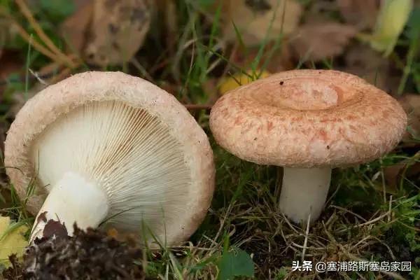 世界上十大最好吃的蘑菇,世界上最美味的10种蘑菇