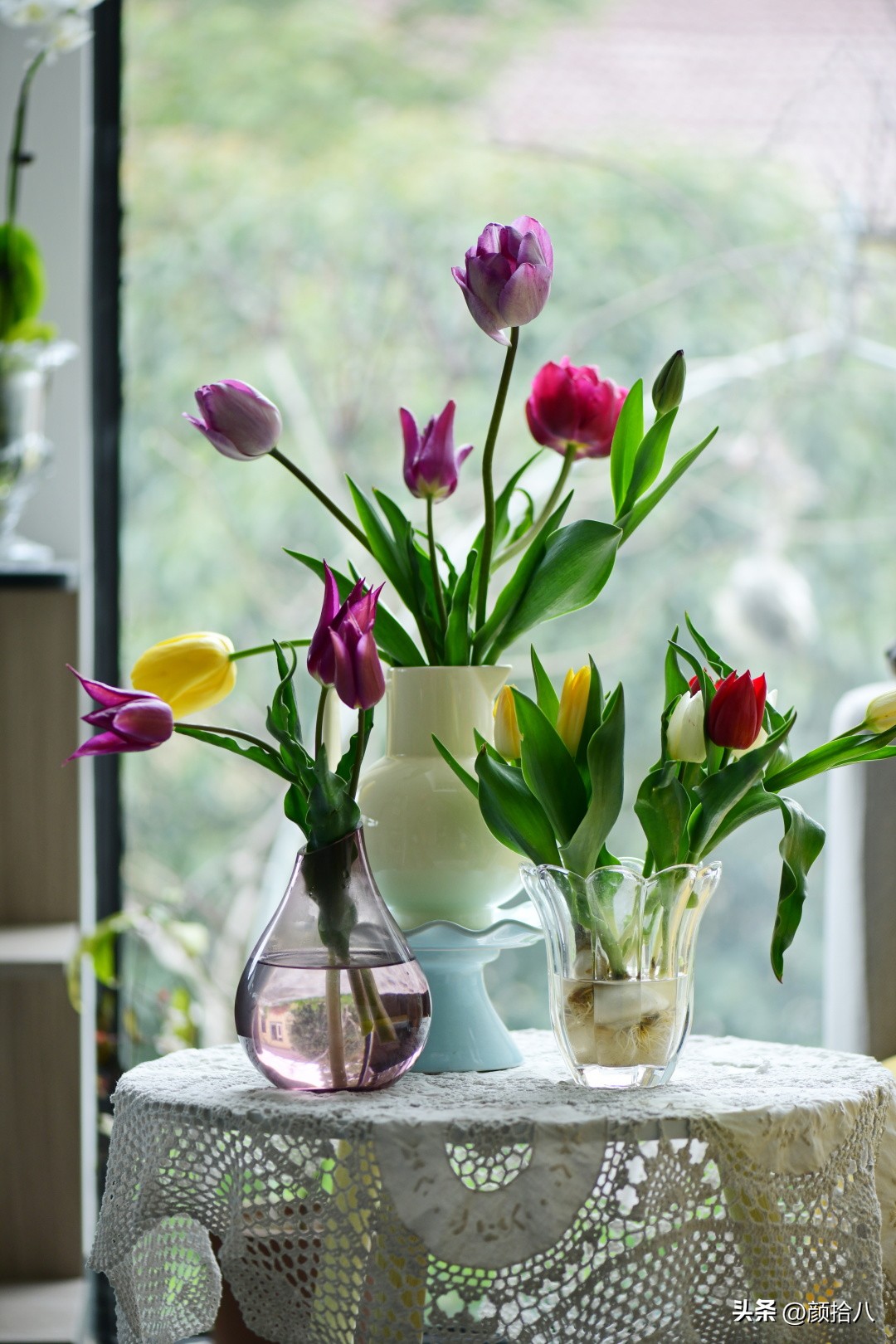 盘点今年河马花园里最美的几款郁金香|园丁