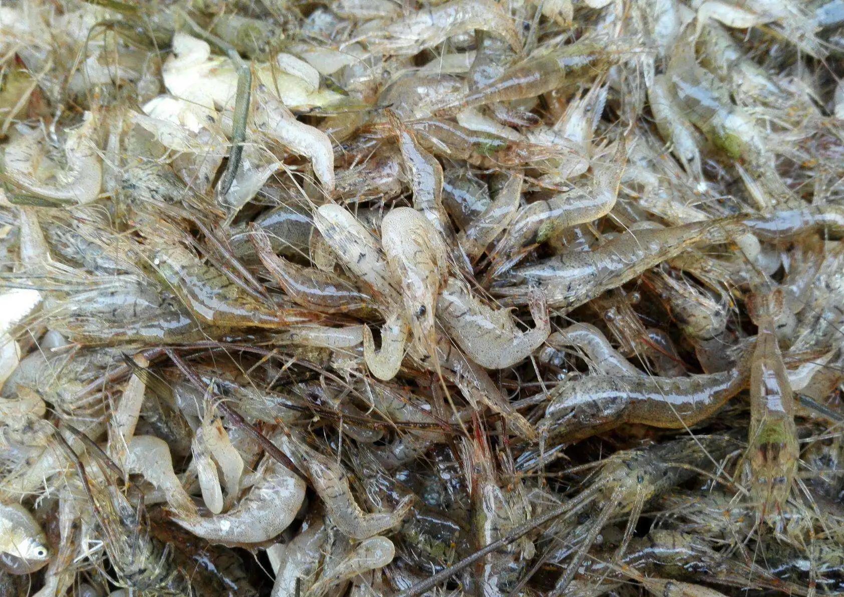 徐汝清《家乡的河虾》