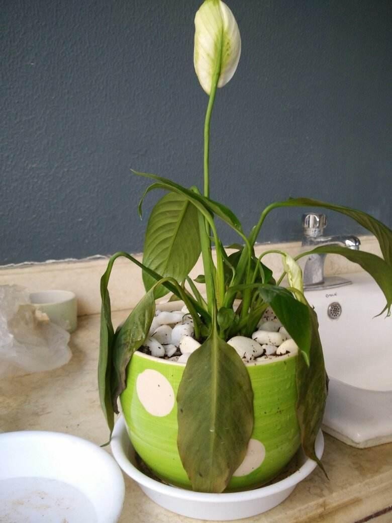 一帆风顺叶子发黄是什么原因,一帆风顺叶子有点发黄怎么办