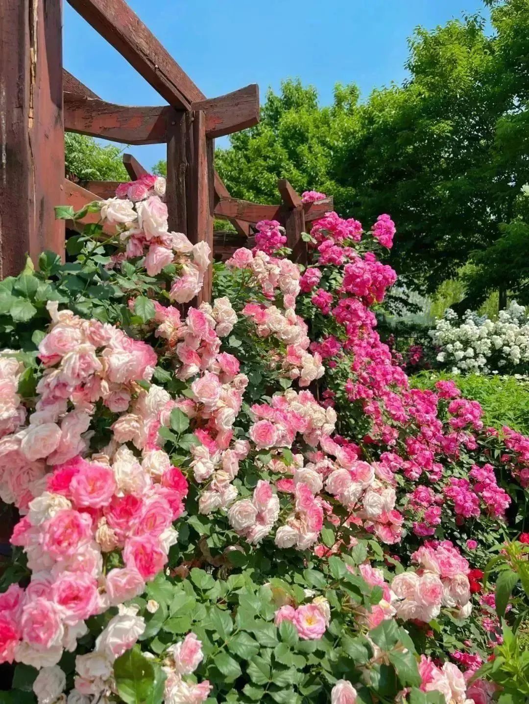 月季花开娇艳无比,月季花开得正烂漫