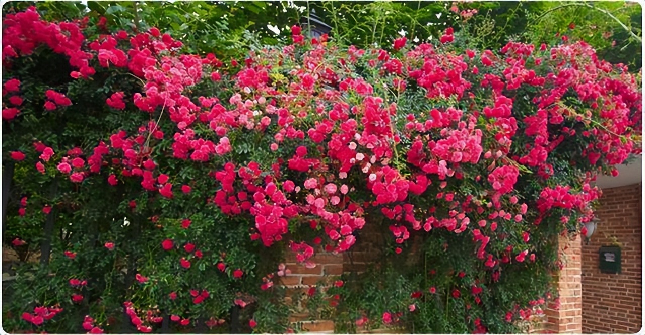 甜蜜红木香花适合屋里养吗,春季地栽的红木香可以让它开花吗