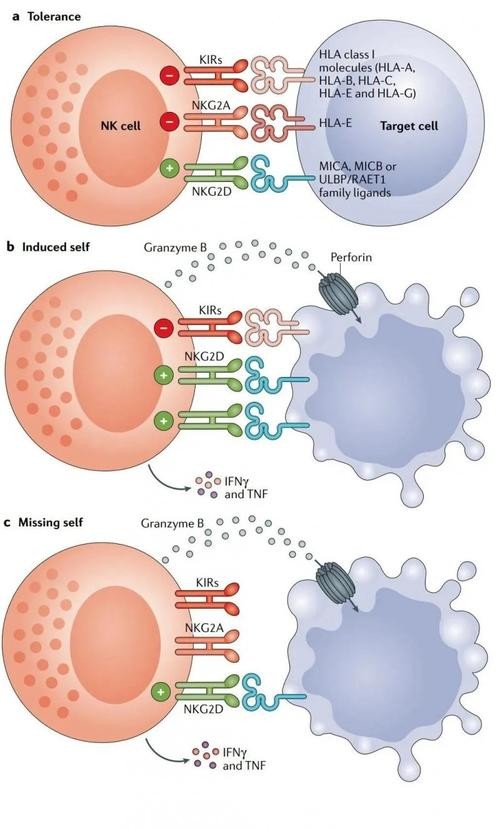 ZIP转运蛋白内部锌摄取的组氨酸突变体细胞活性自我调控机制