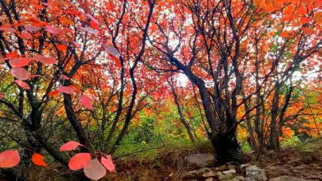 打卡红叶谷的秋日美景,金秋好时节醉美红叶谷