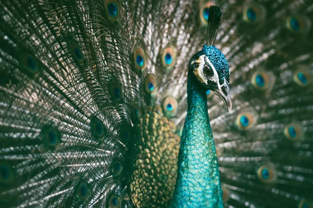 拐枣可以泡水和泡酒,拐枣与肉桂泡酒功效