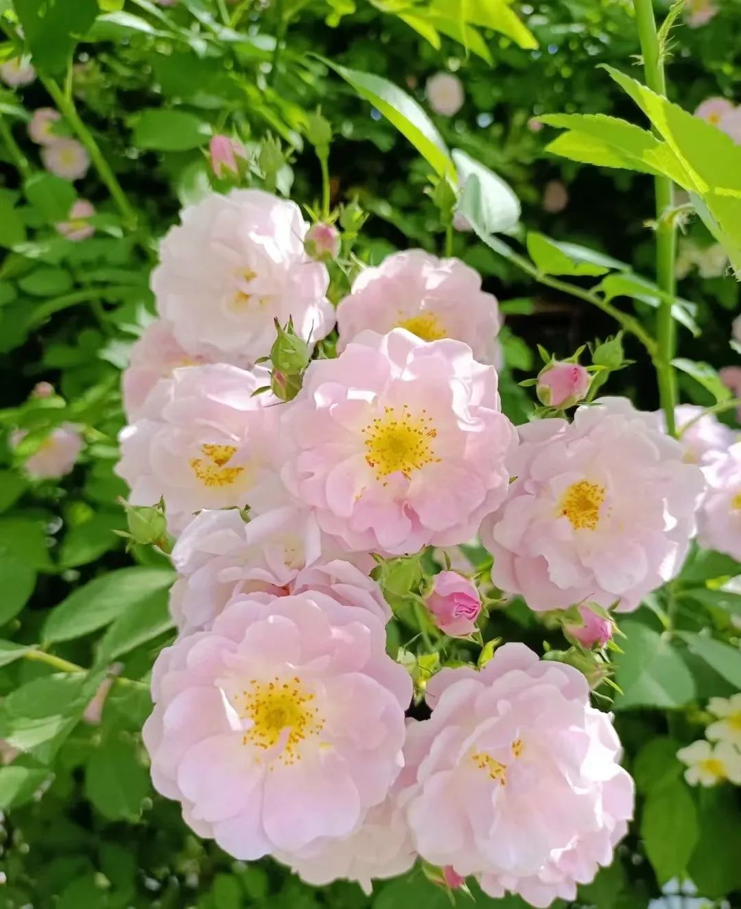 月季玫瑰蔷薇区别,蔷薇月季玫瑰之间的区别