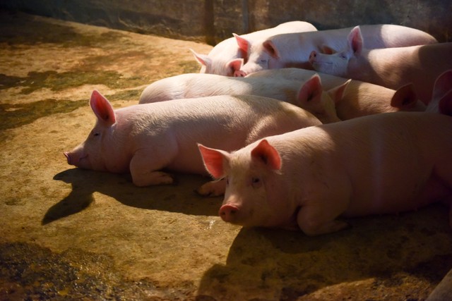 猪食欲不振喂什么药,猪食欲不振什么病