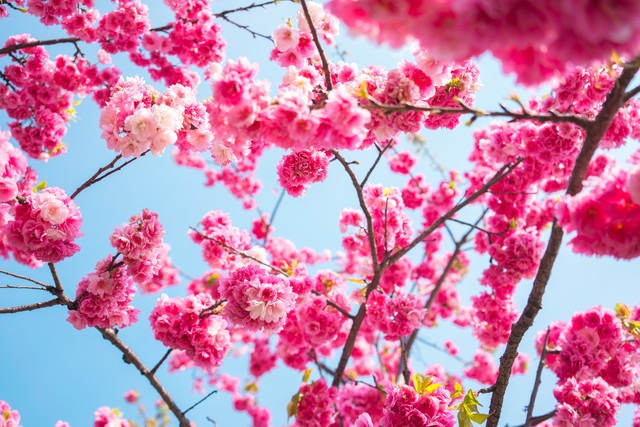 日本樱花树下的爱情,樱花下的爱情真是令人羡慕