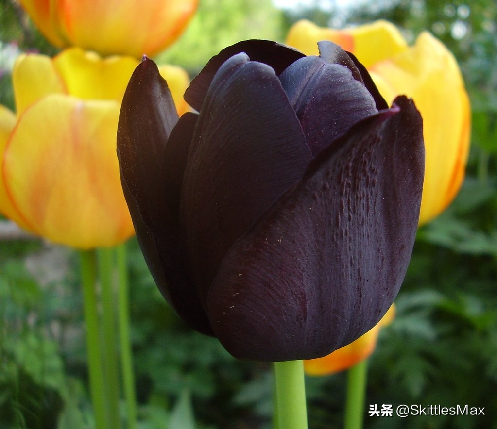 一花一草一世界郁金香,一日一花完整版