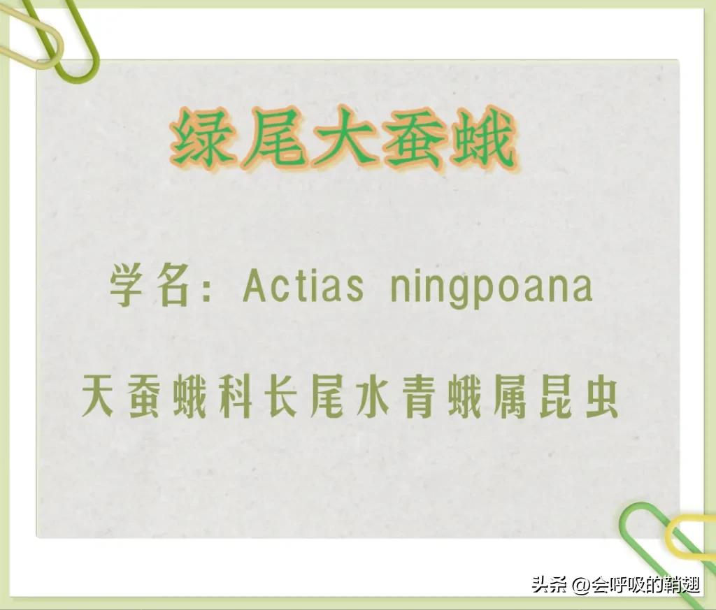 绿尾大蚕蛾怎么样驱除,大蚕蛾饲养记录