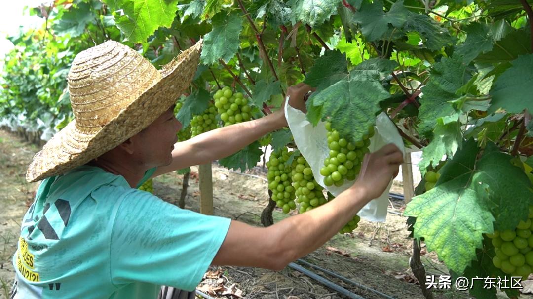 乡村休闲精品在江门：这里藏着个“世外萄园”，快来趣味游园摘果