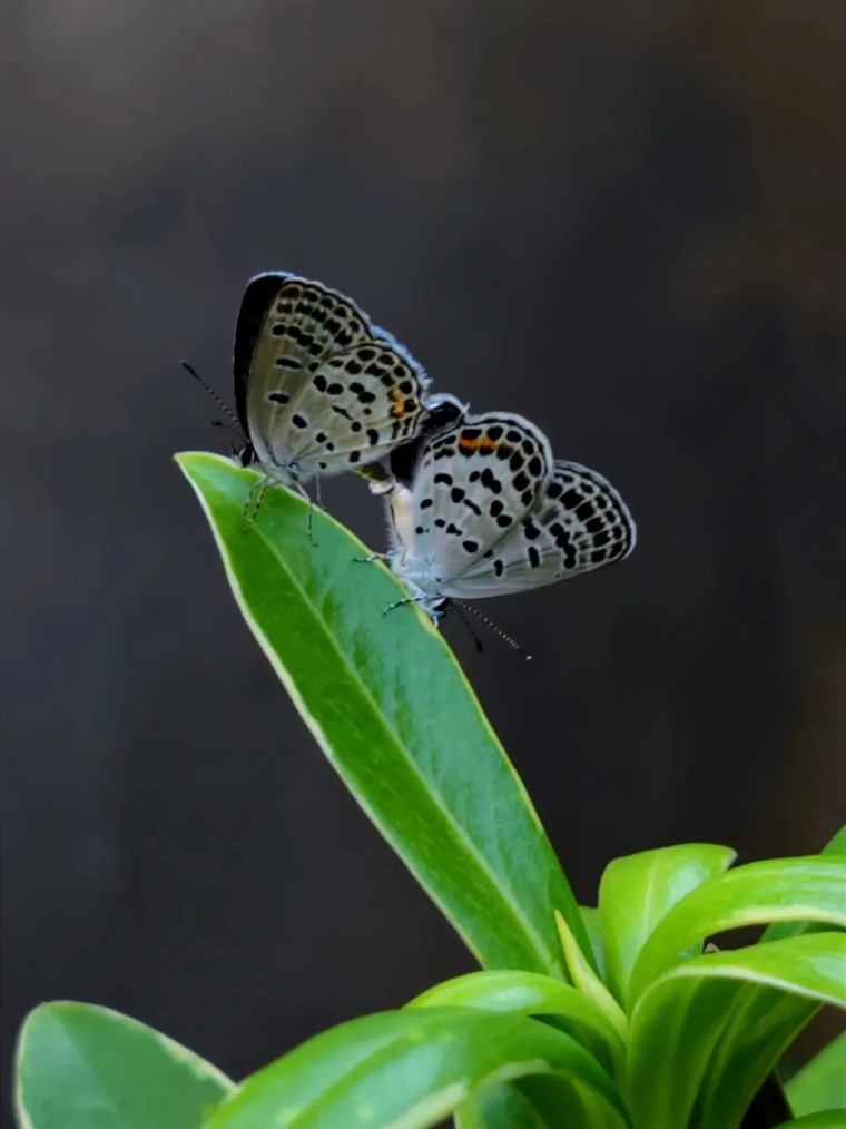 手机拍照：荷香四溢的摄影之旅！（影展点评第656期）