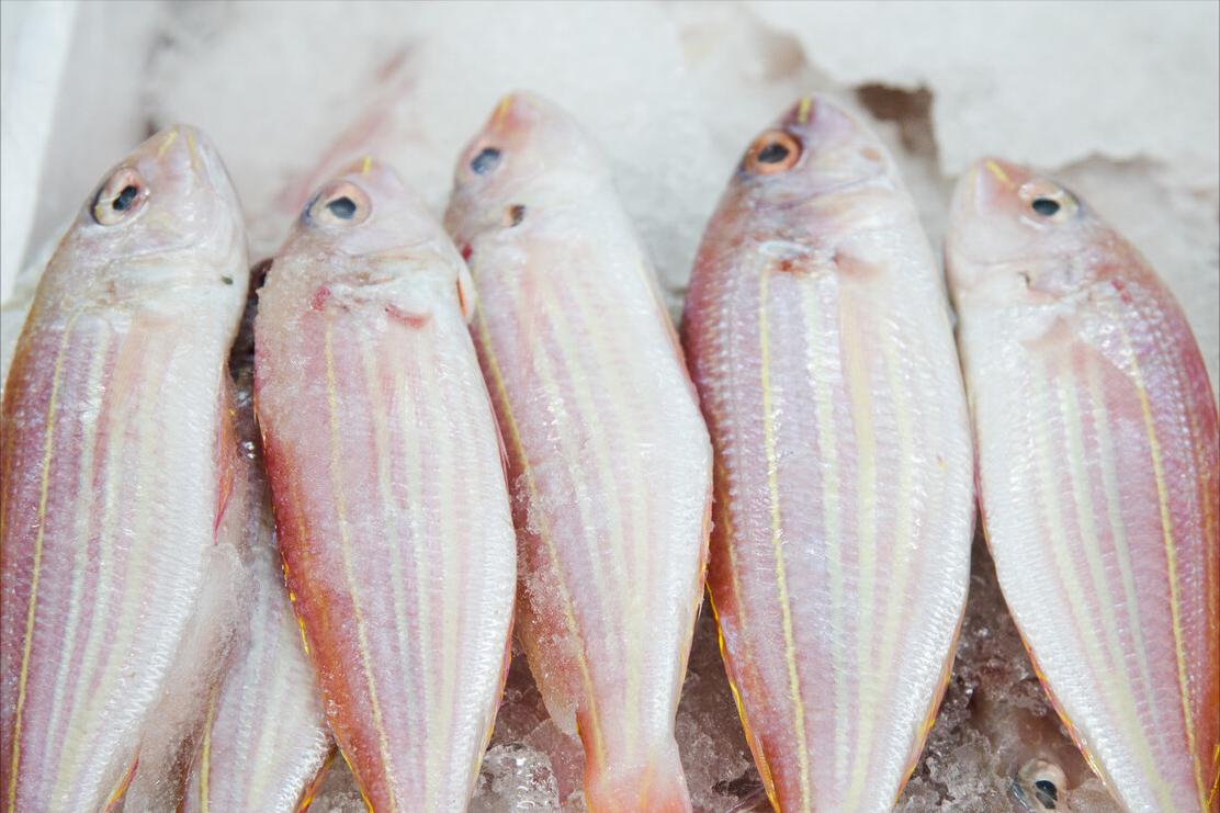 七种不一样的鱼图片,各种鱼的区别方法图解