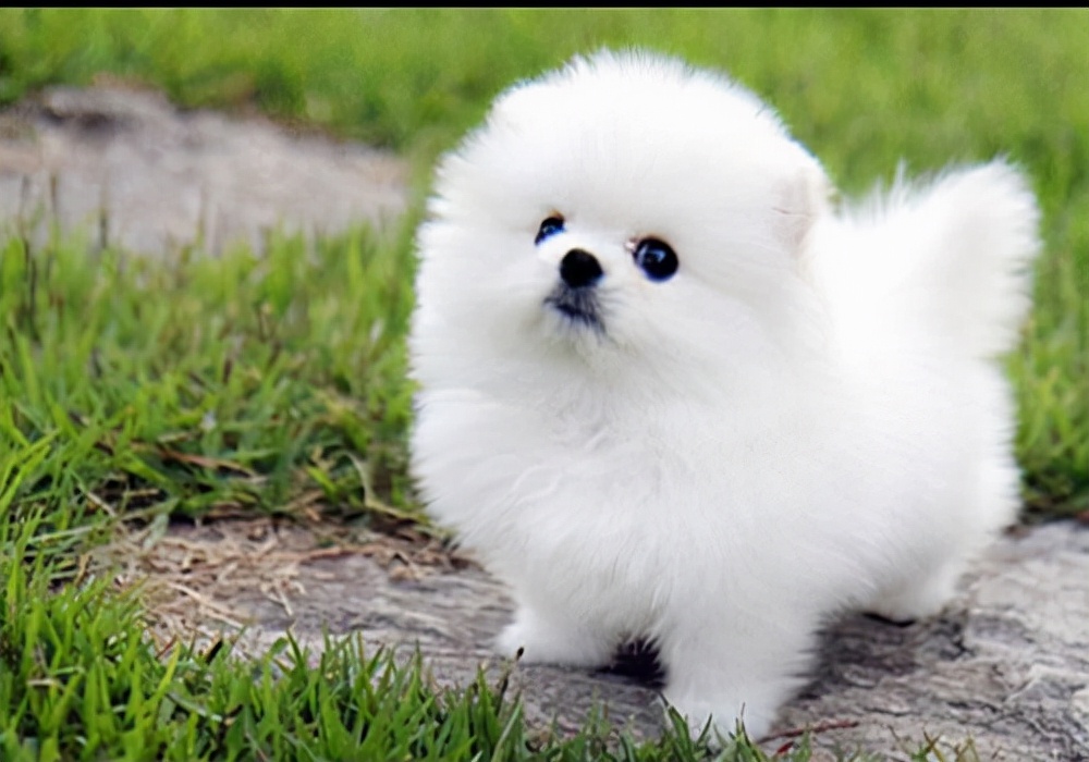 狗狗拉便便干有血是怎么回事,狗狗拉便便很干怎么办