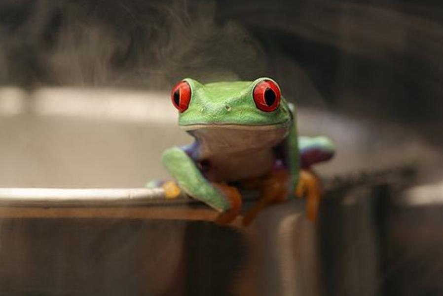 为什么温水煮青蛙后青蛙会没力,温水真的能煮死青蛙吗