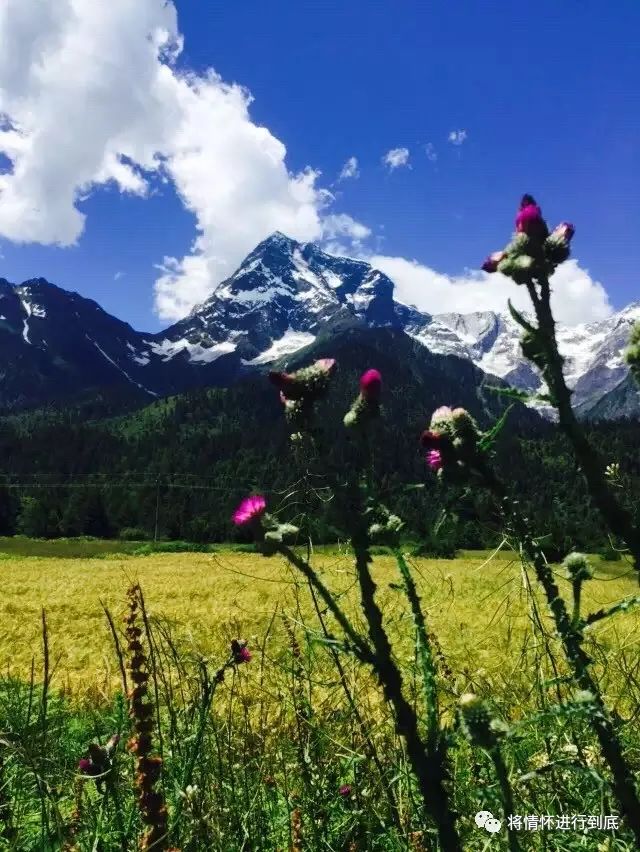 力拔山兮气盖世的视频,普拉多科威特版lc120