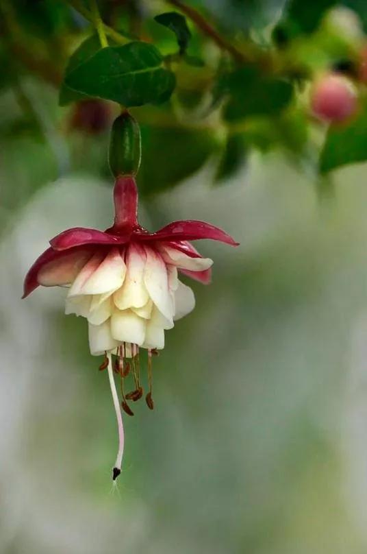 美丽的花倒挂金钟,美丽的倒挂金钟花图片