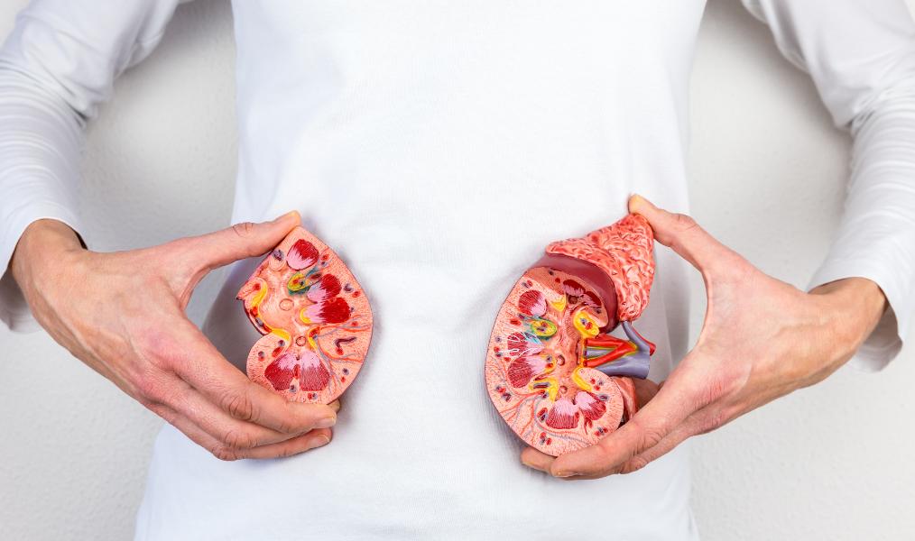 *体器人官**在美国*市黑**里被明码标价，为啥肾脏是最贵的器官？