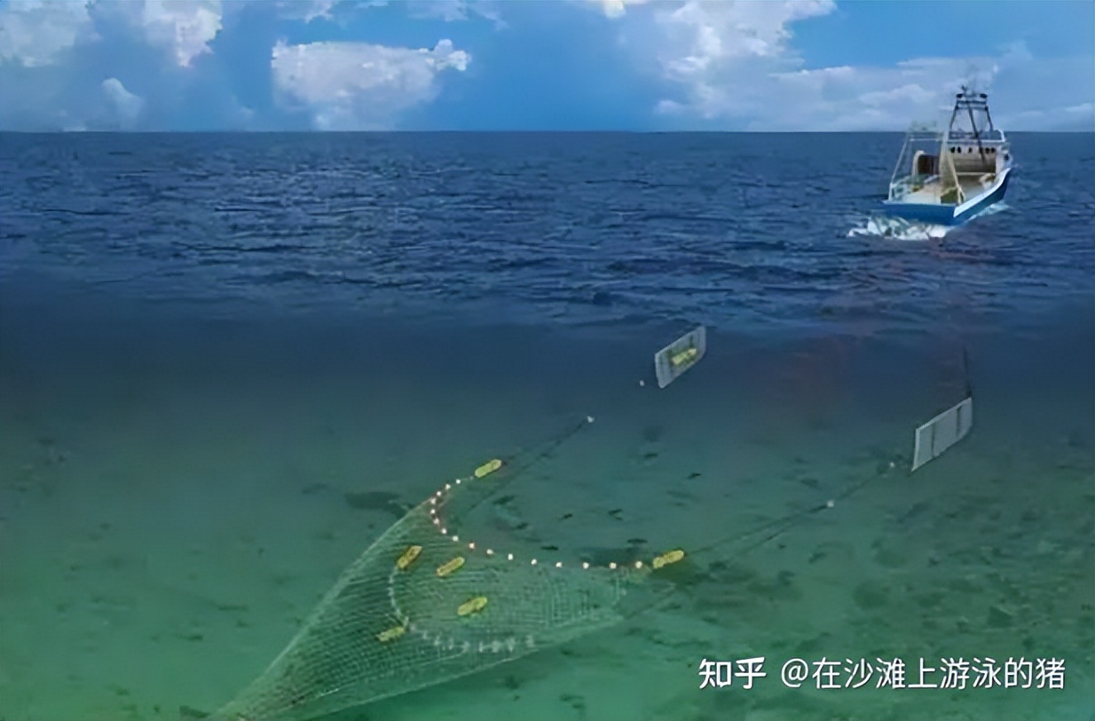 舟山海鲜带鱼几月最便宜,舟山带鱼真正的舟山带鱼