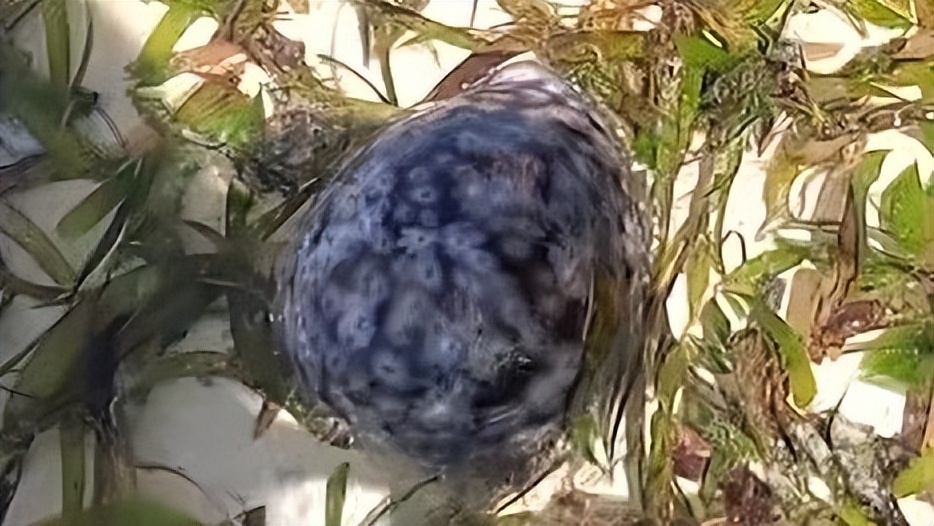 海南海鲜贝类有哪些,海南海鲜贝类