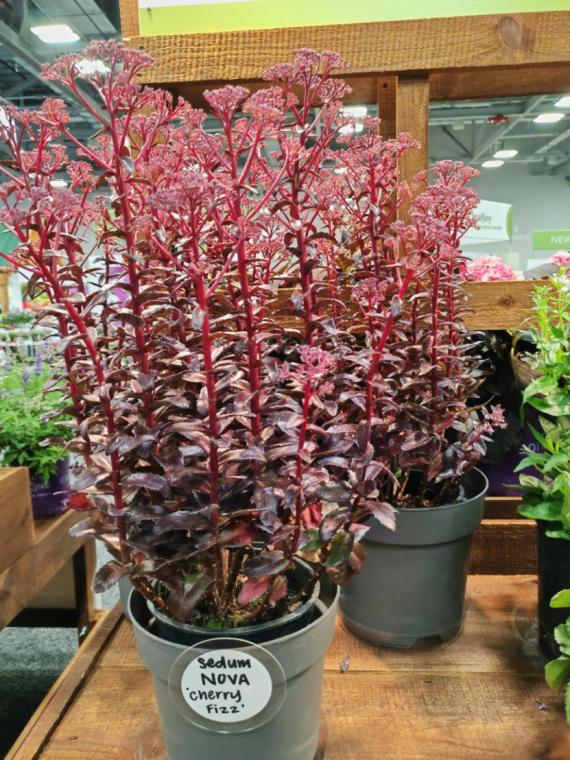 美国最大的农业产品展会,美国最顶级盆景展